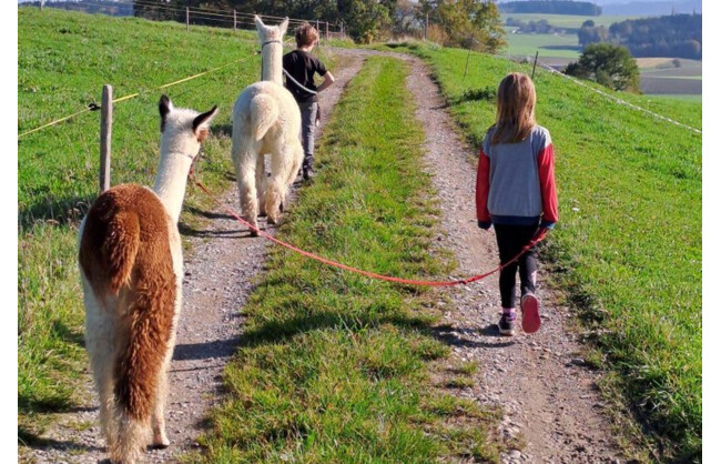Lama-/Alpakaspaziergang für zwei Personen gewinnen