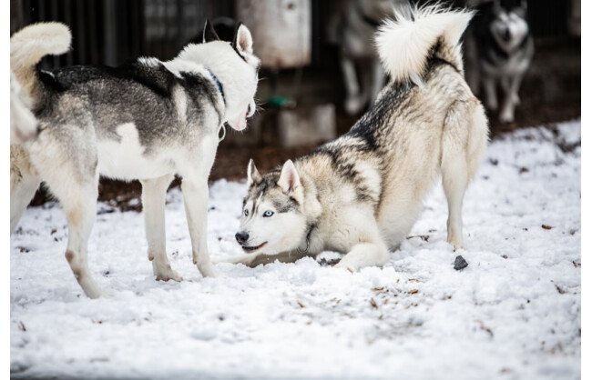 Gewinnen Sie 1x Husky-Traum für 2 Personen