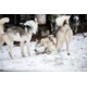 Gewinnen Sie 1x Husky-Traum für 2 Personen